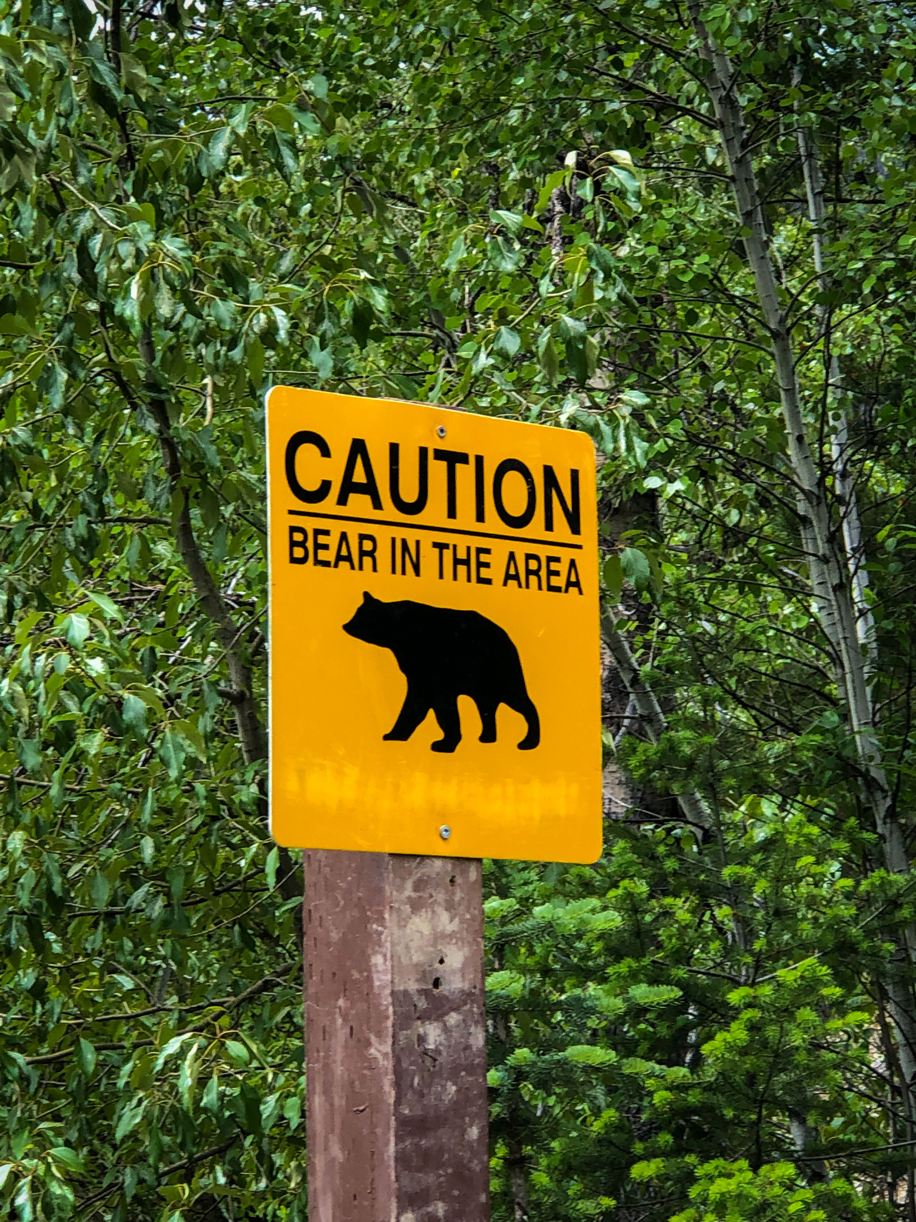 How to Safely See Black Bears in the Smoky Mountains