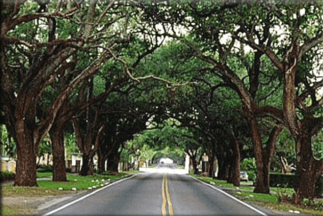 Image of a road and trees
