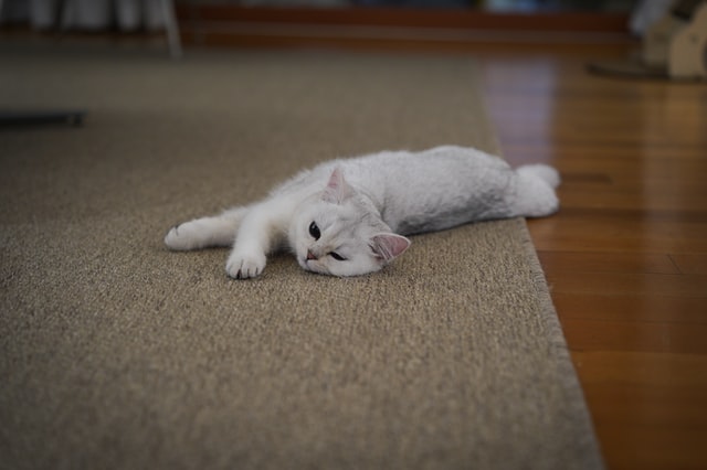 You can't always dodge the cat, but you can ensure other obstacles don't interfere with your safe dance space.