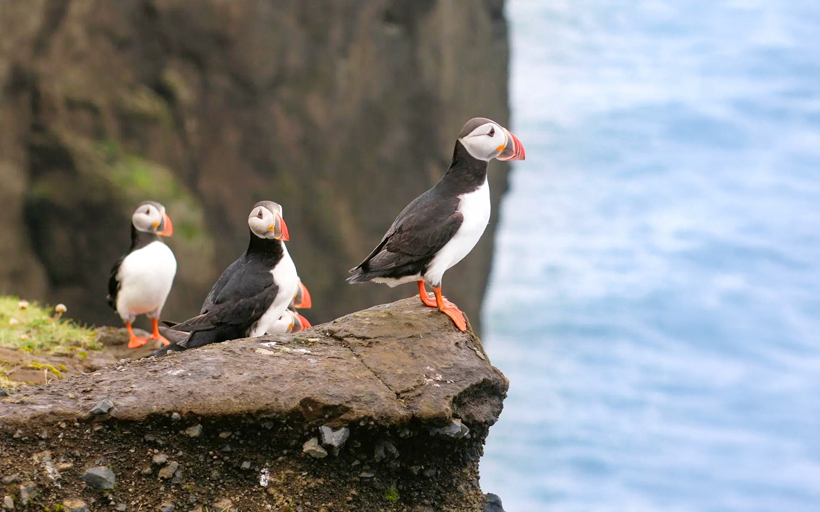 在雷克雅未克的RIB快速游船之旅中,可以欣赏到鸟岛悬崖上的海鹦。这是一个独特的体验,不容错过!