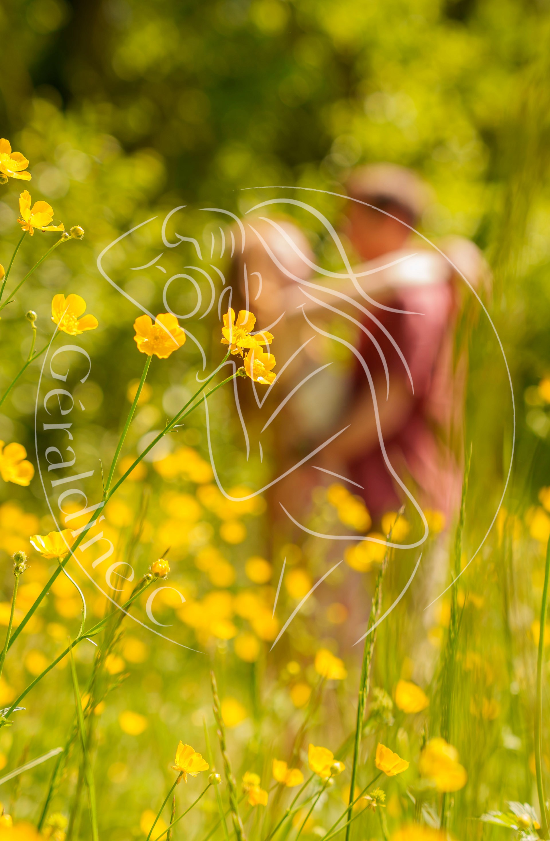portrait amoureux dans un champs de fleurs jaunes st jorioz