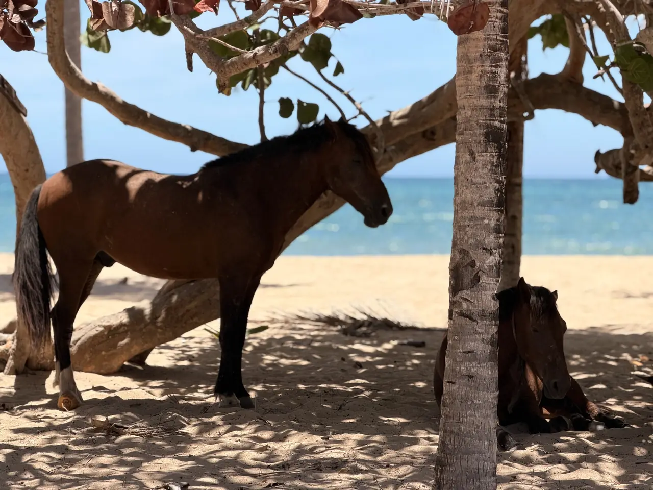 Two horses resting under palm trees on the free beach at Paya Bay.