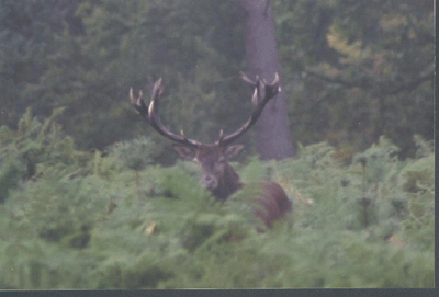 Un cerf dans la forêt de la vallée de la barousse