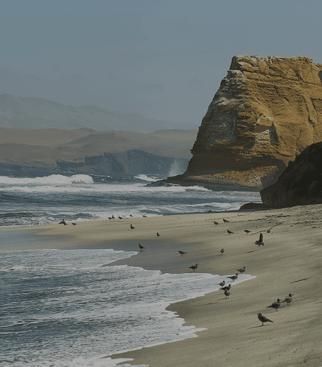 La reserva de paracas.