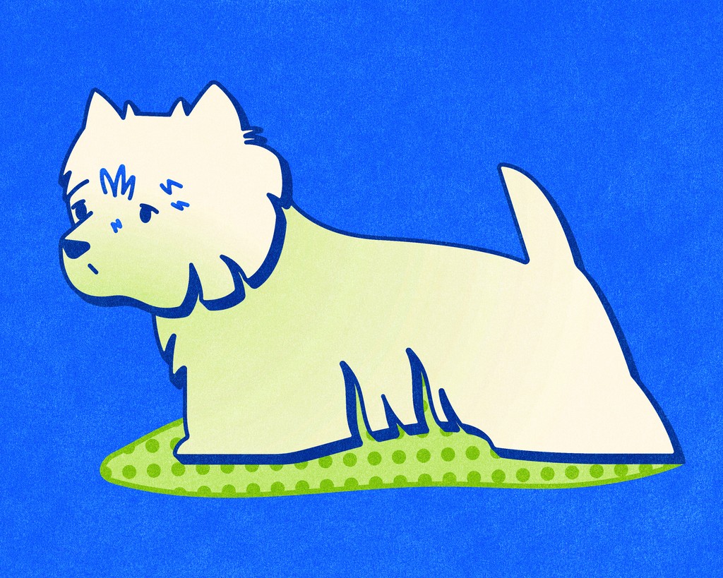 Westie