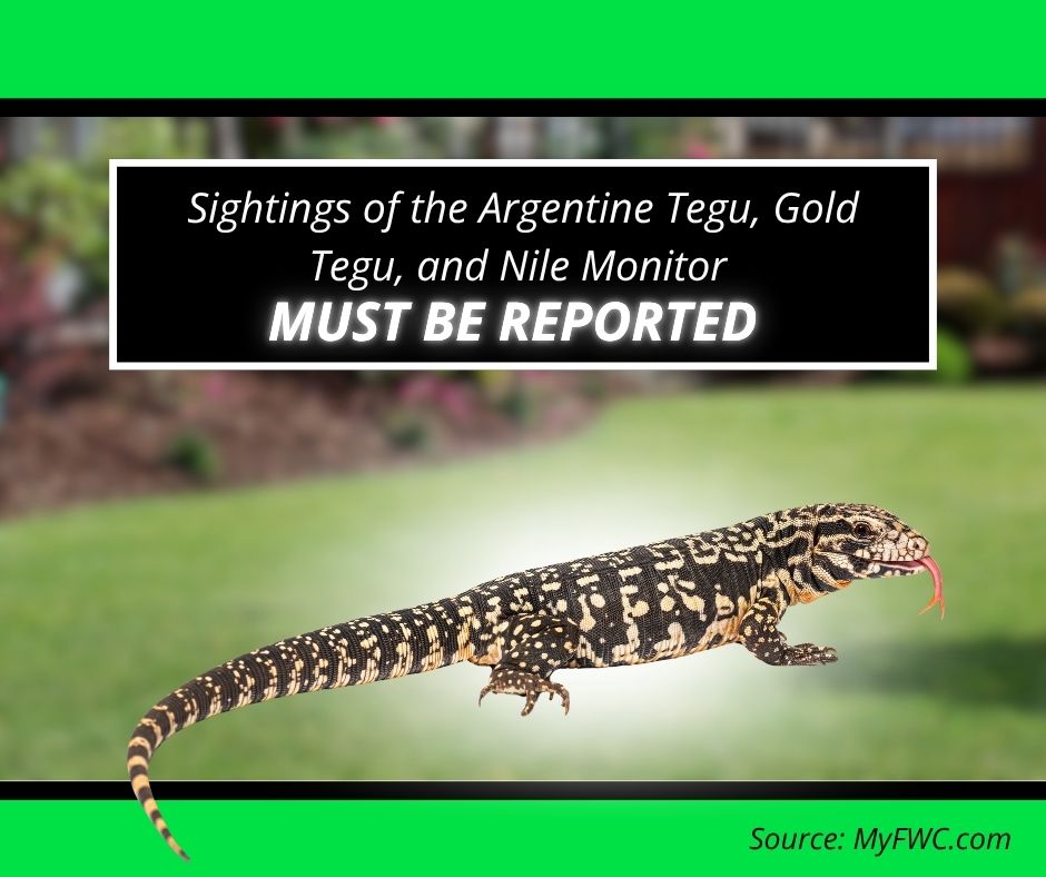 An FWC graphic stating "Sightings of the Argentine Tegu, Gold Tegu, and Nile Monitor MUST BE REPORTED" featuring a full-body image of a tegu lizard on a lawn.