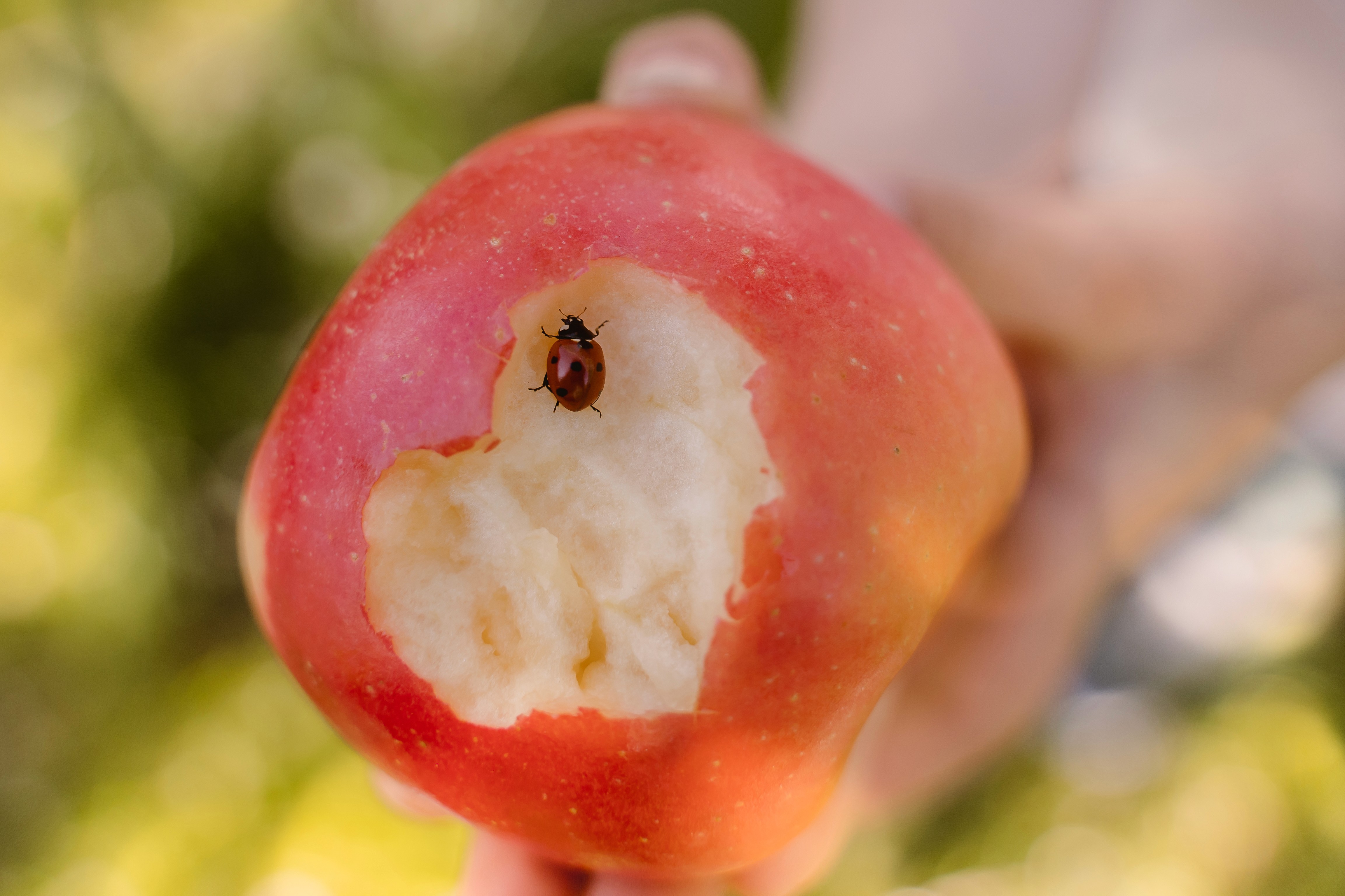 Seasonal open-faced sandwich with avocado, tomato, and lentils at Garden café