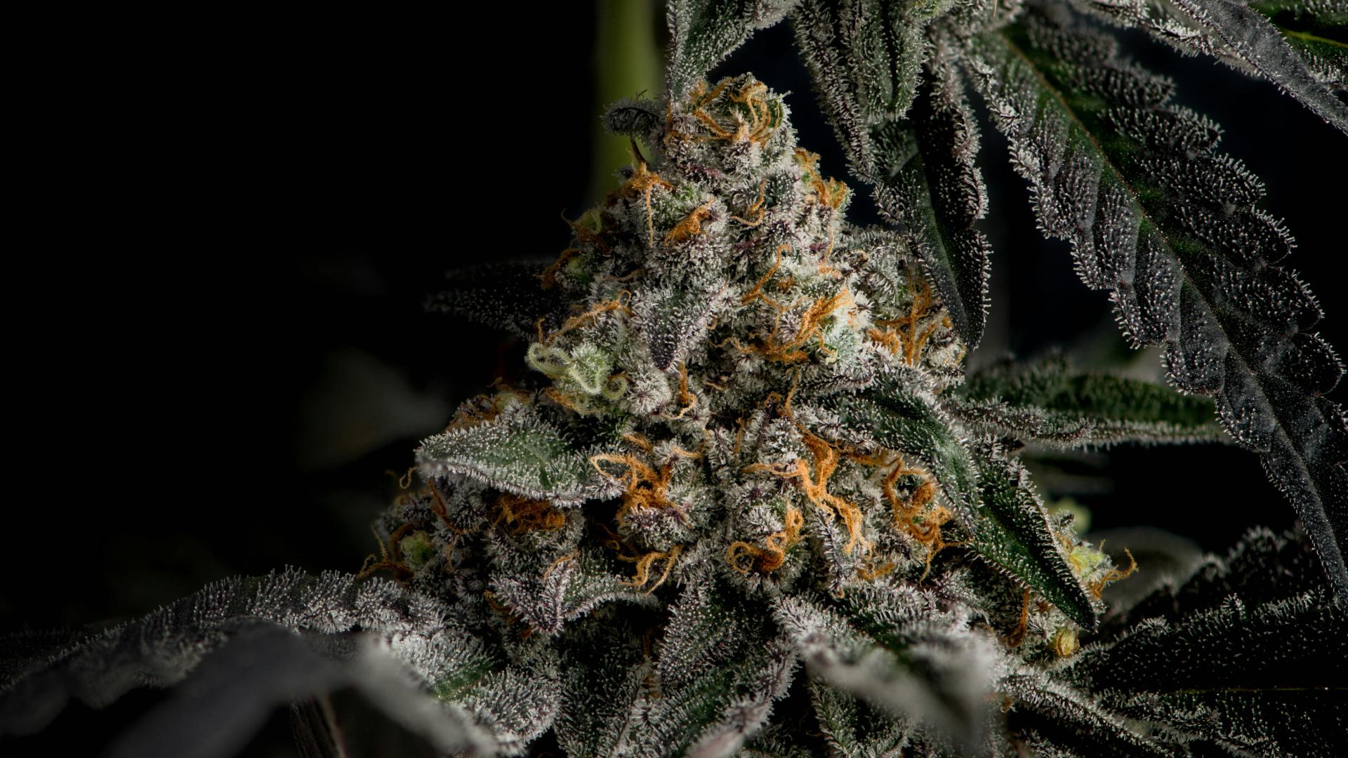 cinematic shot of a cannabis plant