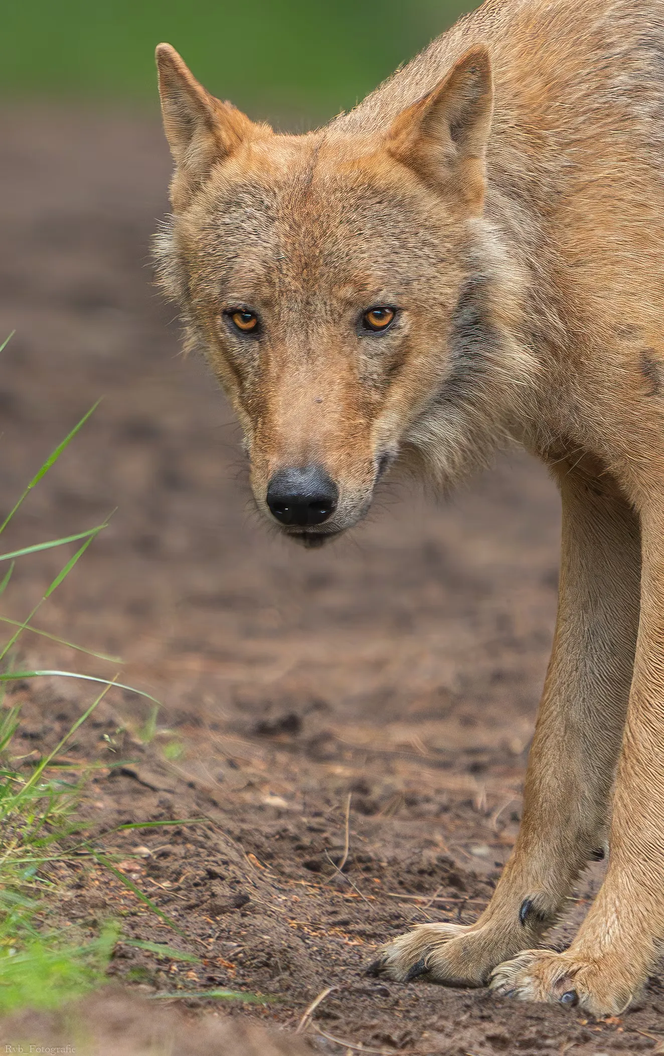 A white dog sitting and looking at the camera.