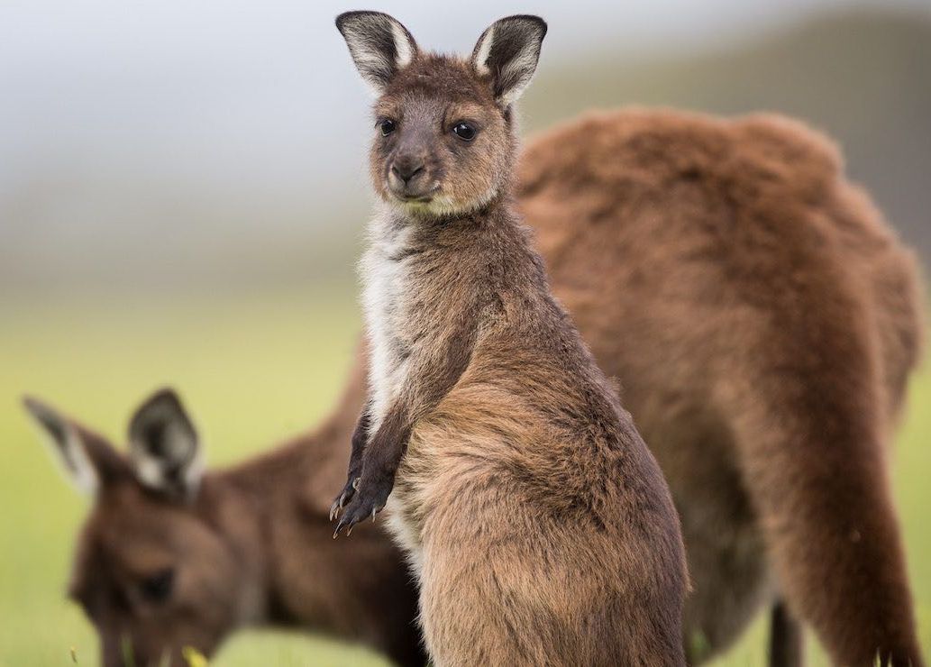 A joey western grey kangaroo standing by his mother