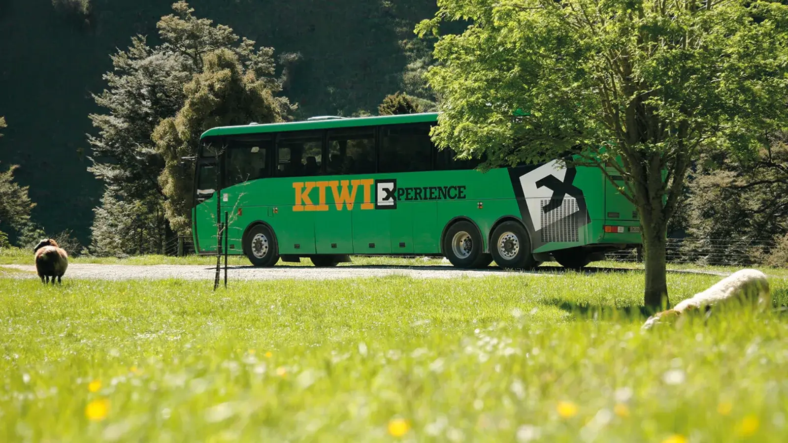 Kiwi Experience