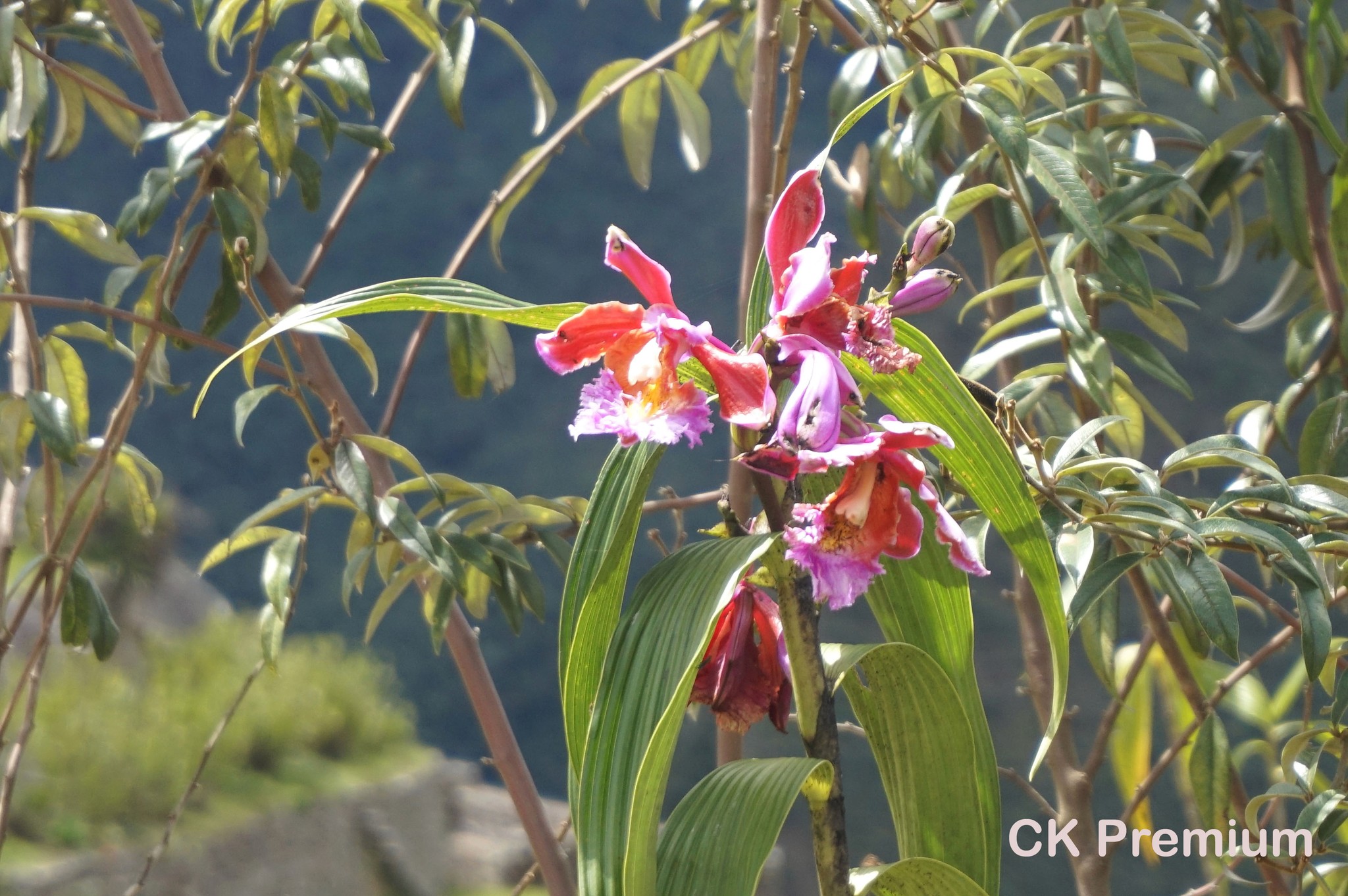 fauna a flora v Peru