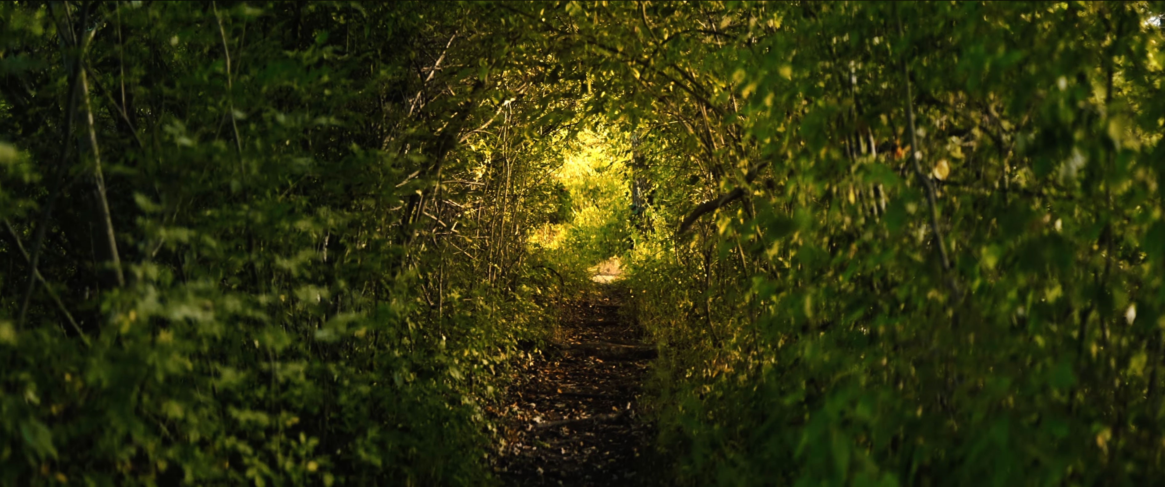 Woodland path forming a green tunnel along a shaded trail in Cochesett Preserve.