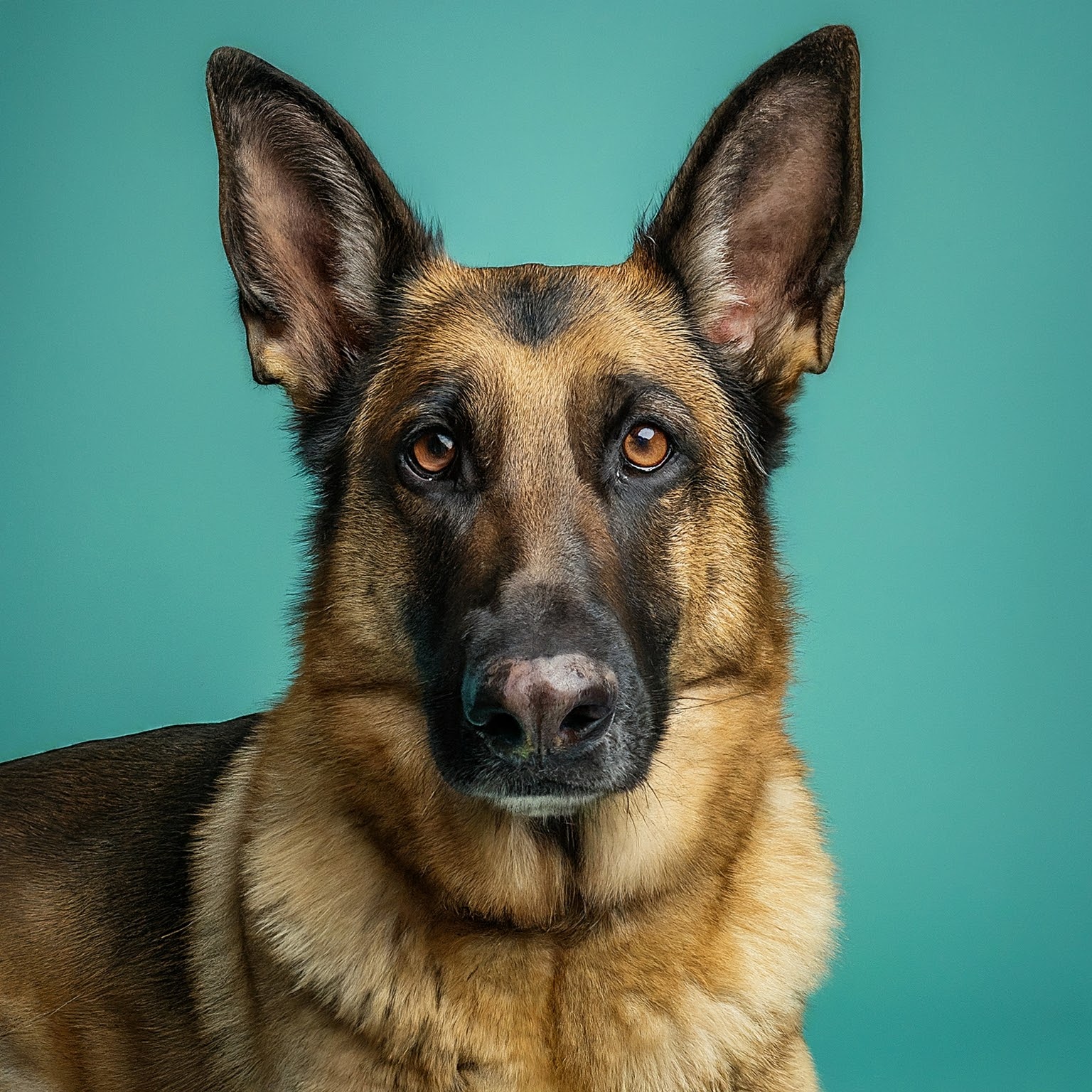 BUDDYUNO German Shepherd