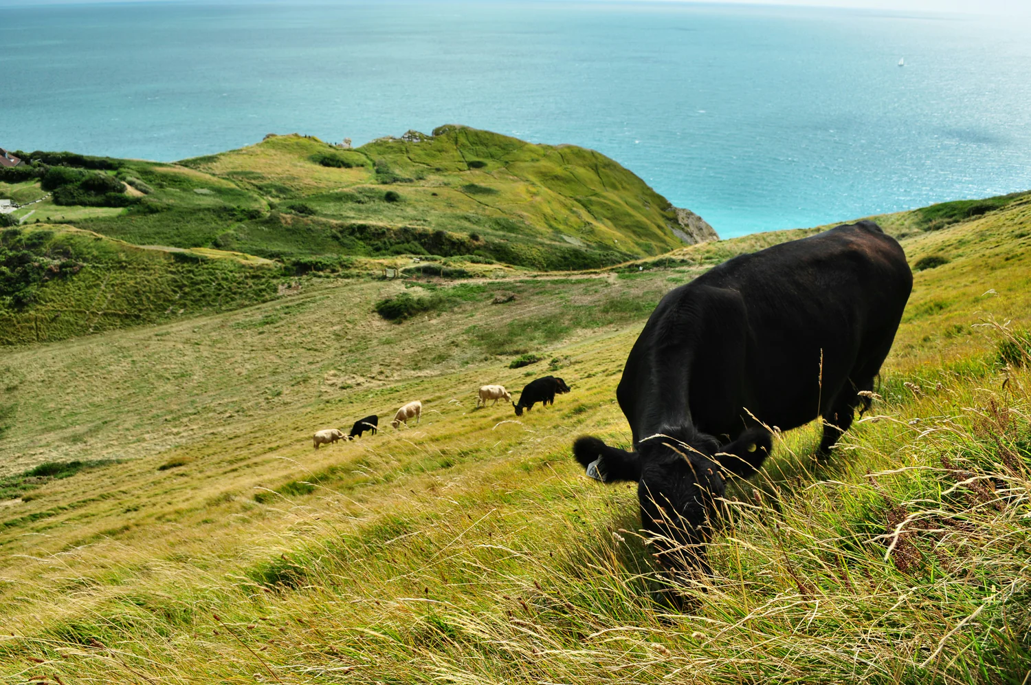From Pasture to Plate: Our Beef Production Process