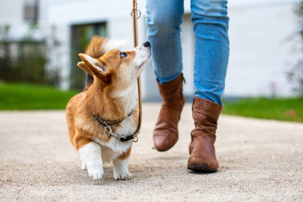 A professional dog walker takes a dog out for a walk for his daily exercise