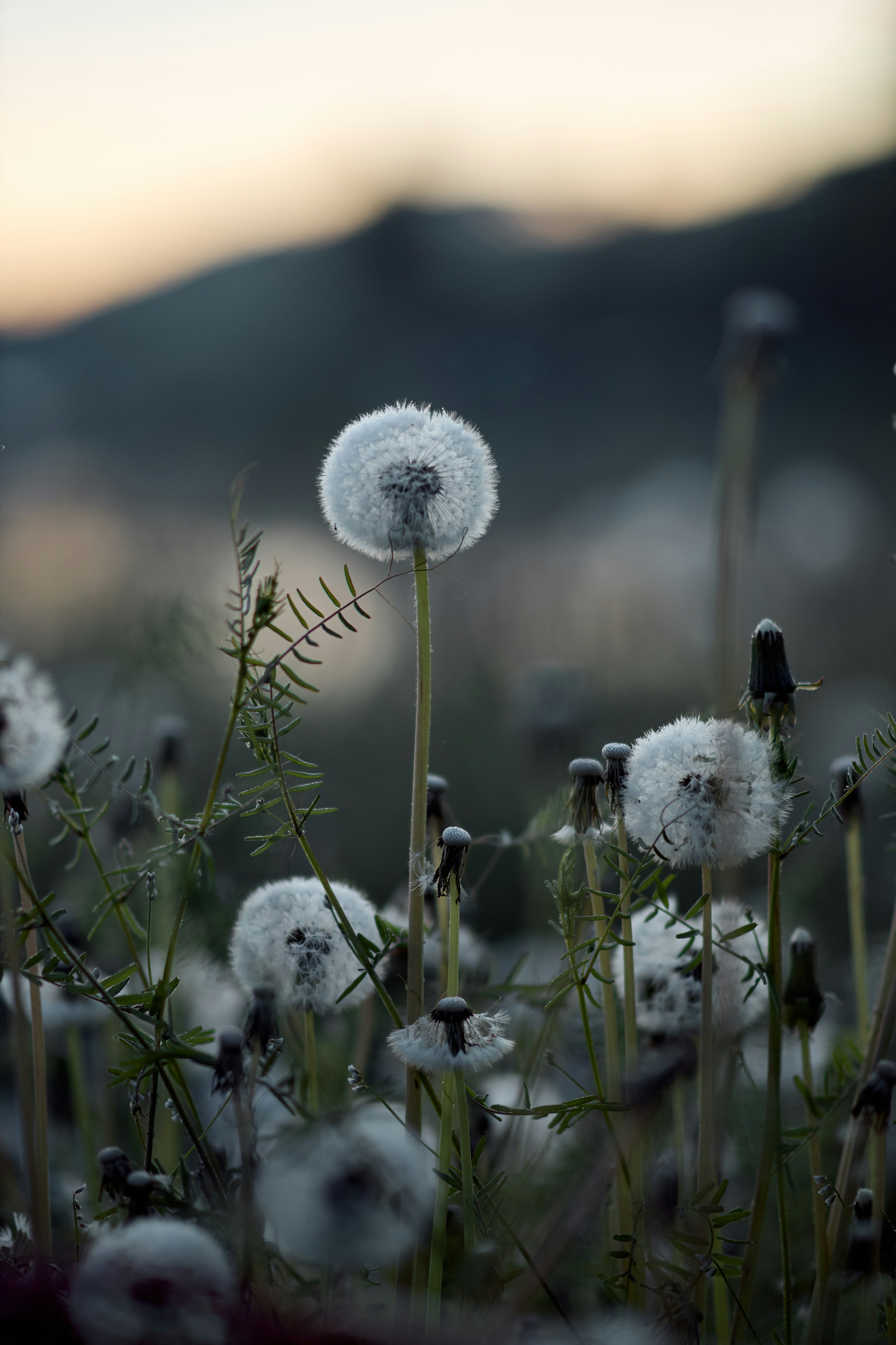 Fluffy dandelion seed heads in a field at dawn.