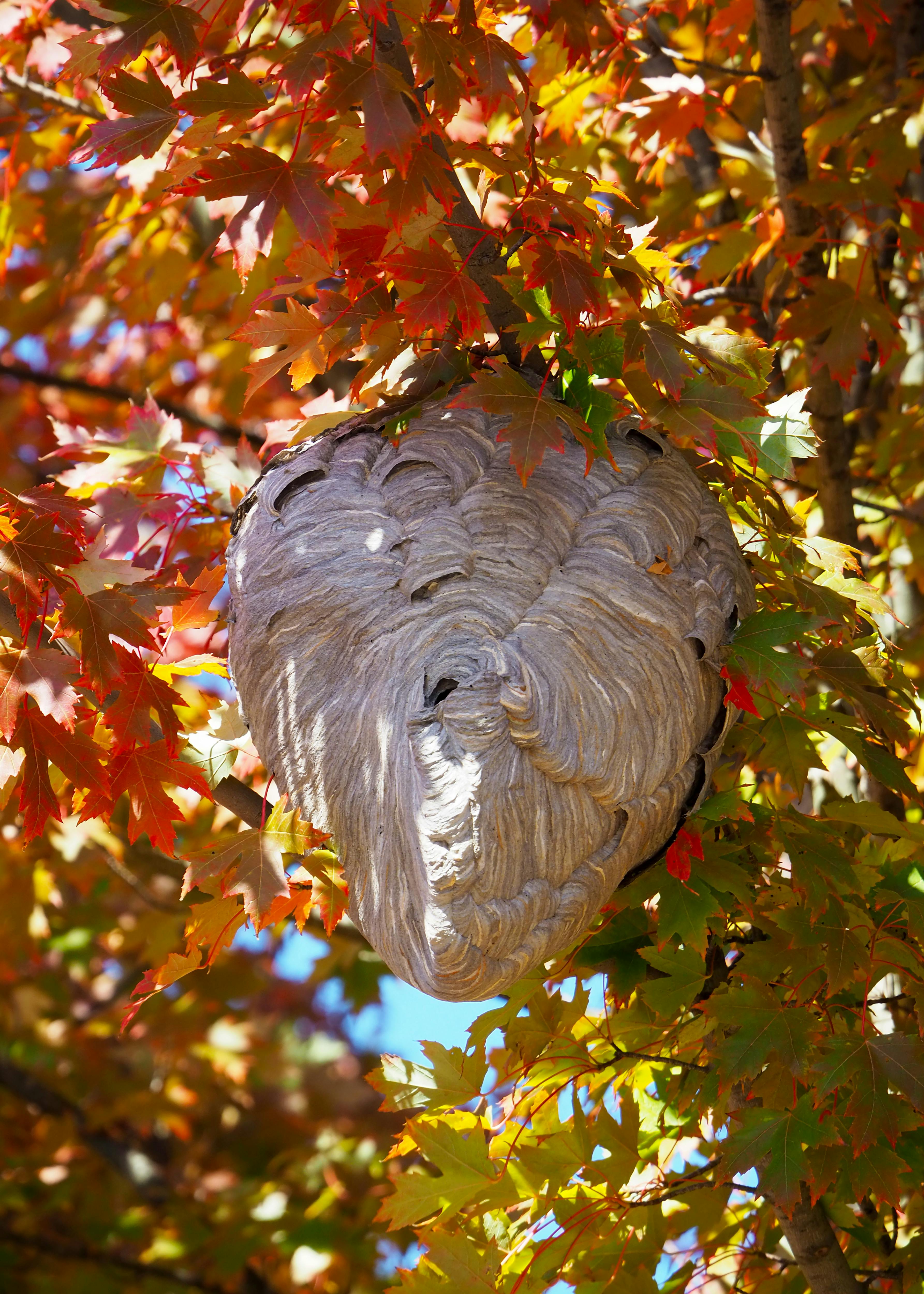 a-bald-faced-hornet-nest-hangs-among-vibrant-autumn-leaves-in-illinois. - alexa-heinrich (pexels)