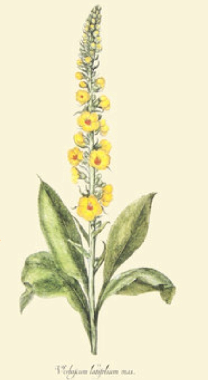 élixir molene, écloute de soi