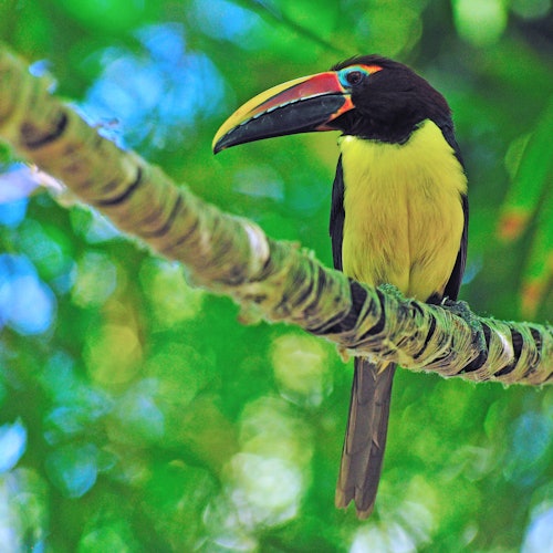 Un tucán negro y amarillo con un pico colorido posado en una rama de árbol rodeada de follaje verde.