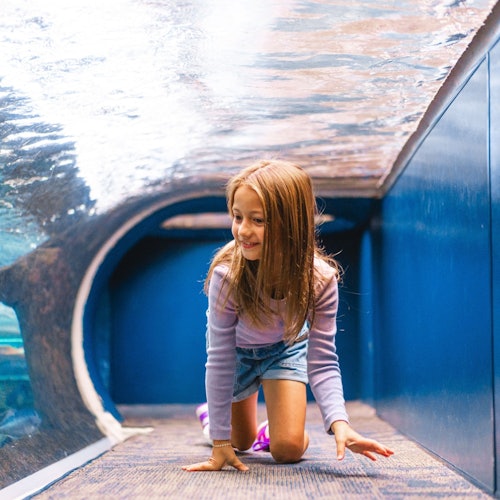 אקווריום ריפלי של הרי הסמוקי