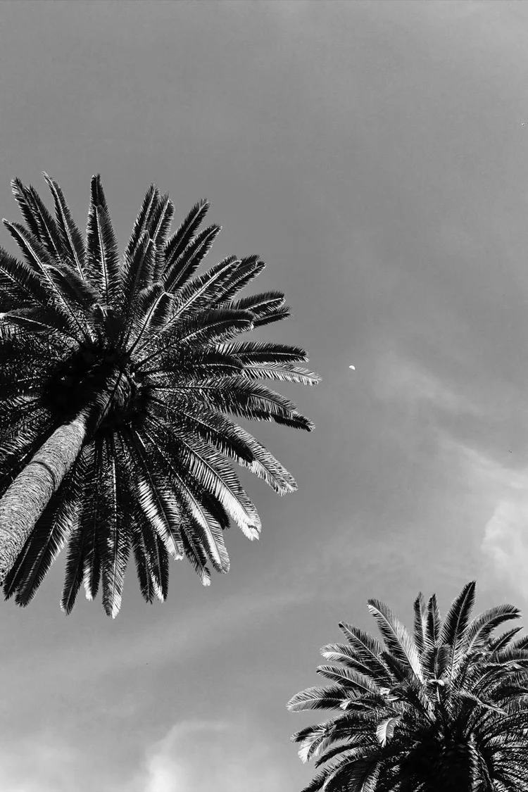 Palm trees with clear skies