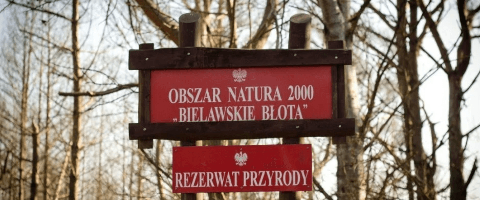 photo of green fern plant