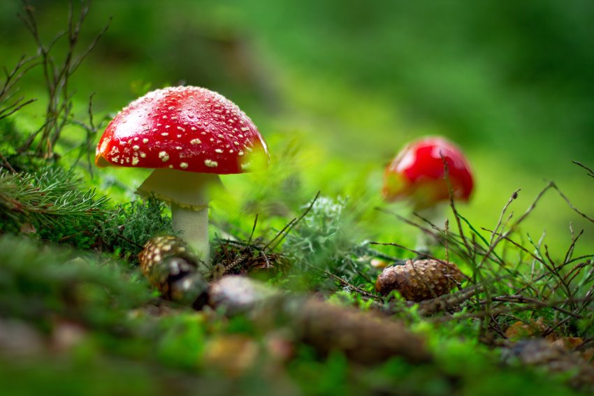 Funghi velenosi