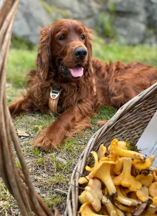 Hund utomhus vid en korg med kantareller, en del av vardagen kring Tassa och Trava