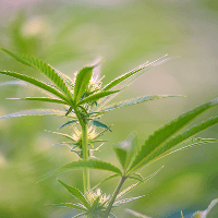 Close-up of a cannabis plant with bright green leaves. Marijuana plant.