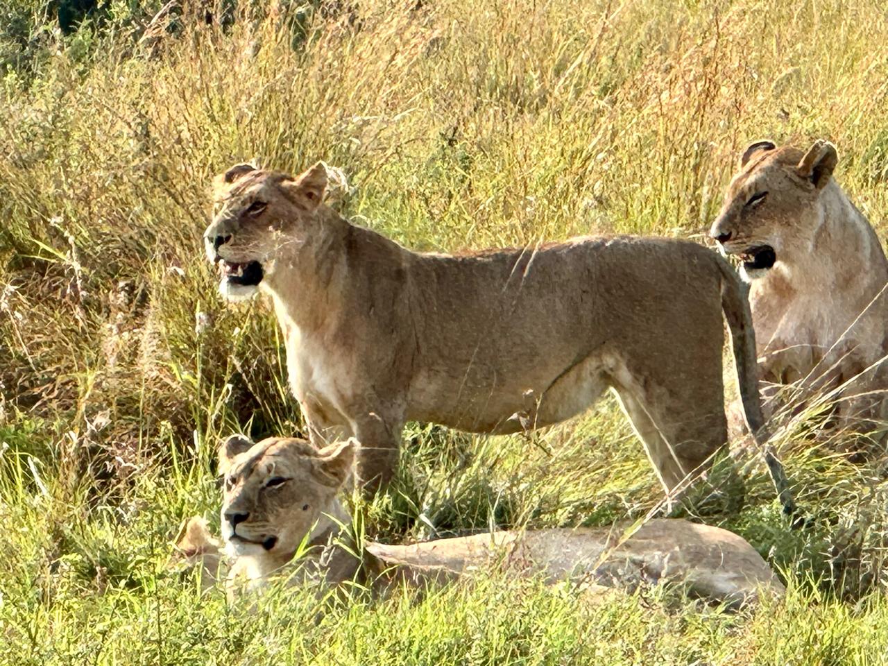 A pride of lions at Maasai Mara
