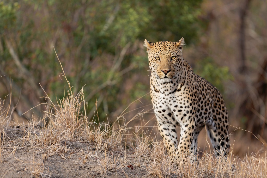 Leopard in dense bush