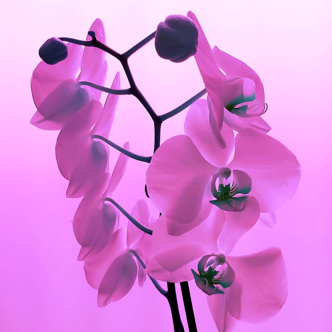 Neon art with an orchid