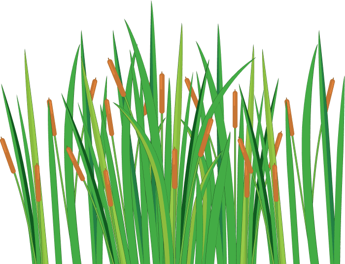 Grass