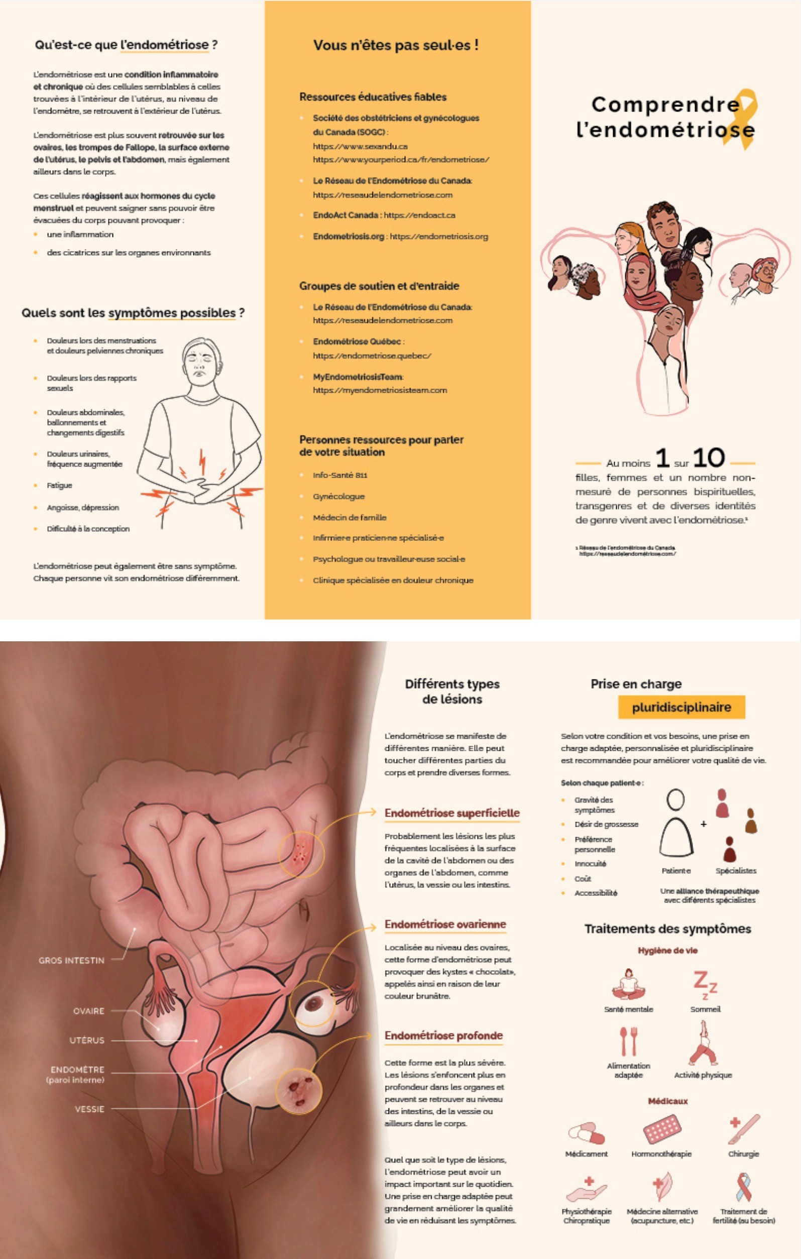 Illustration scientifique de la langue en couleurs avec annotations des structures identifiées par l'illustratrice scientifique Élodie Ouellet-Belleau.
