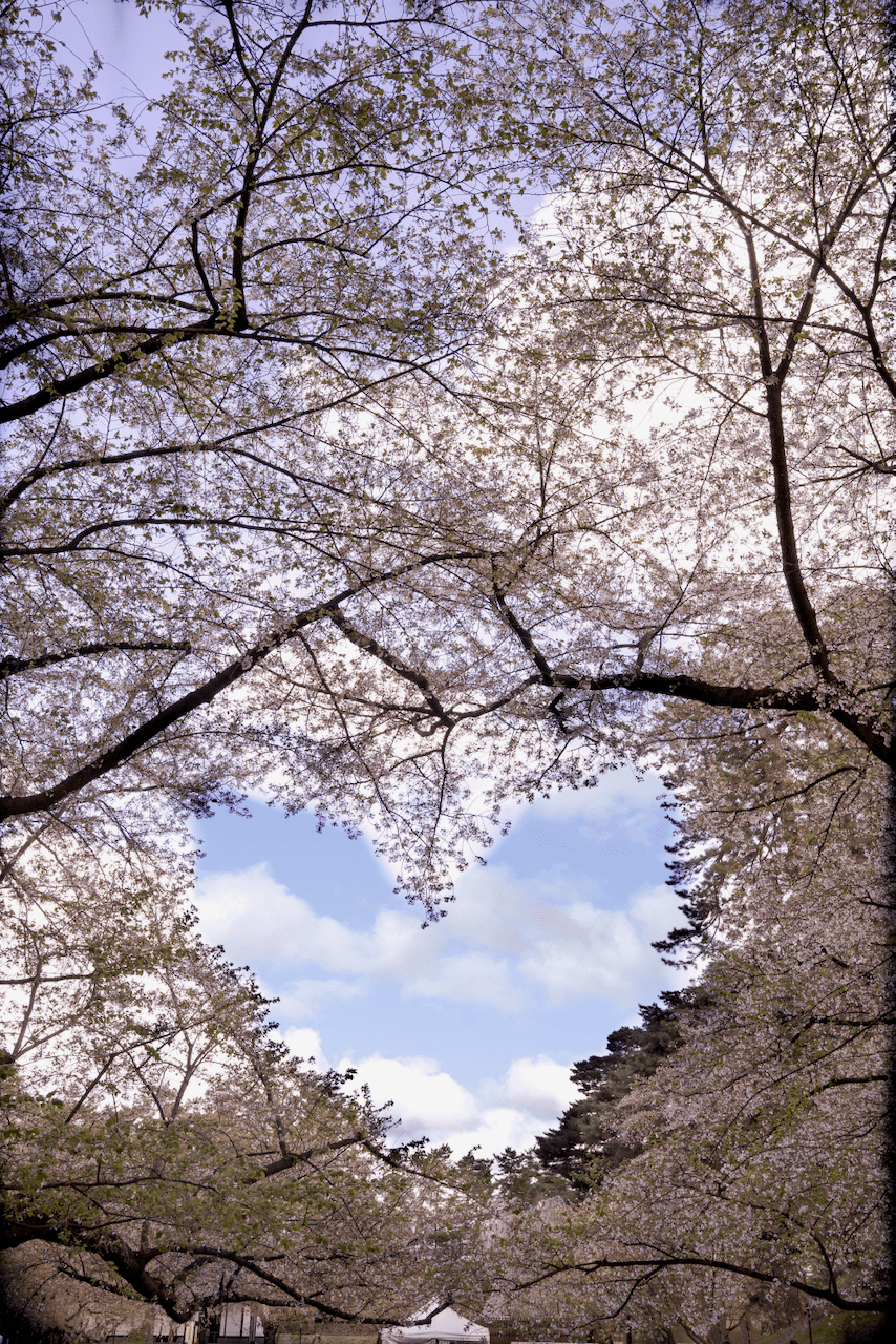 Sakura heart at Hirosaki Castle