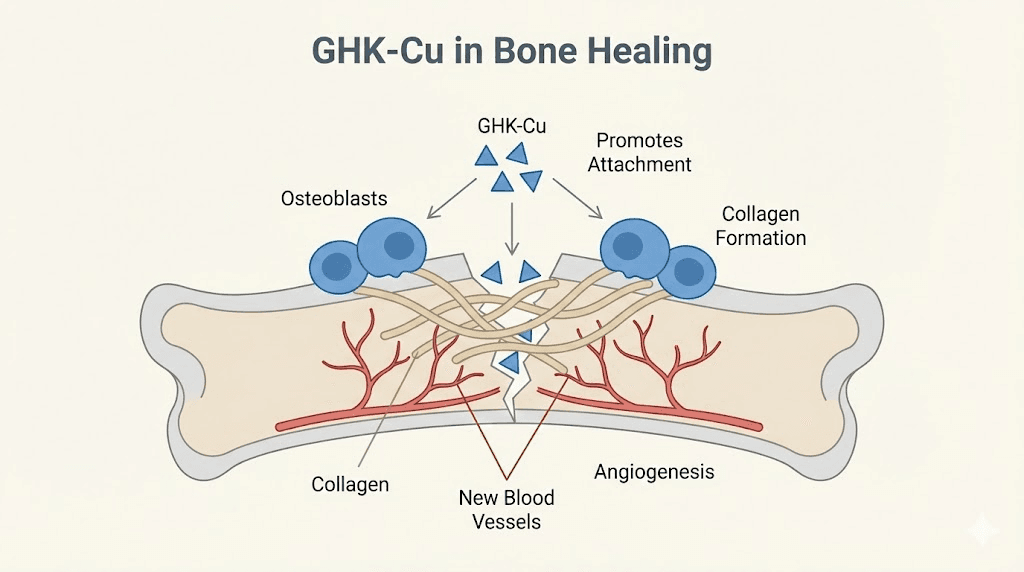GHK-Cu copper peptide mechanism for bone regeneration and osteoblast activity