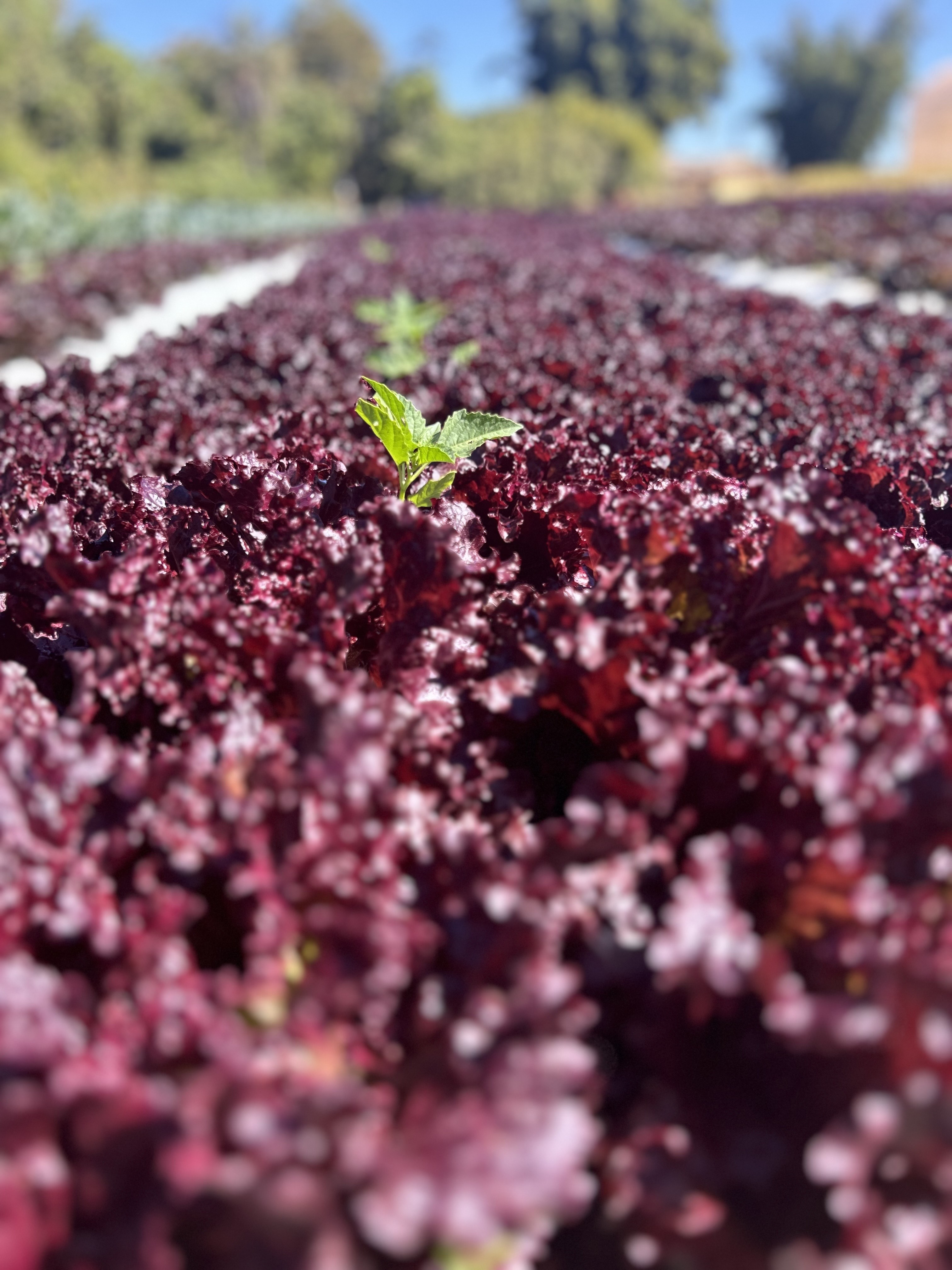 Foto da plantação de couve kale na Fazenda Malunga