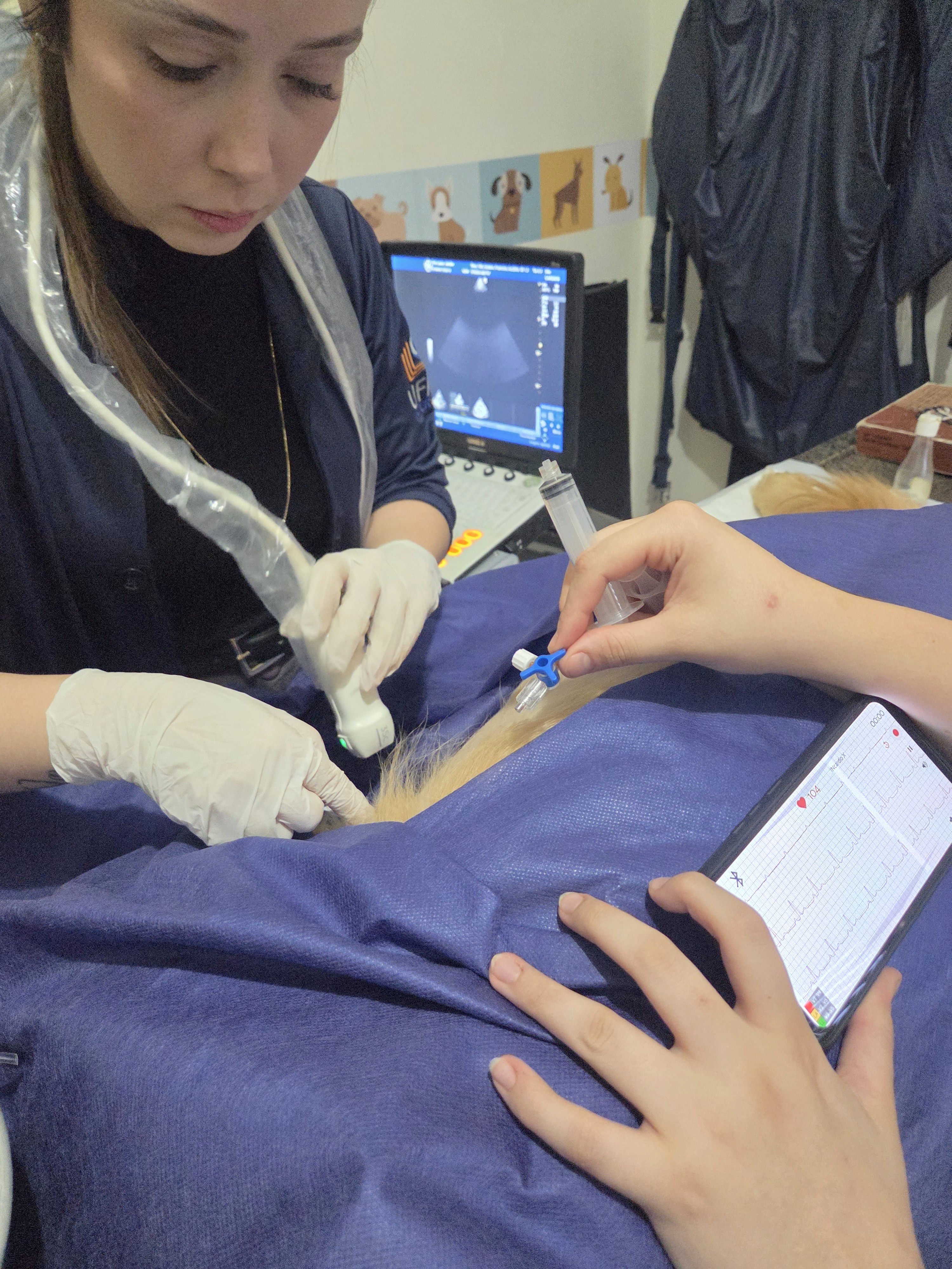 Cardiologista de animal