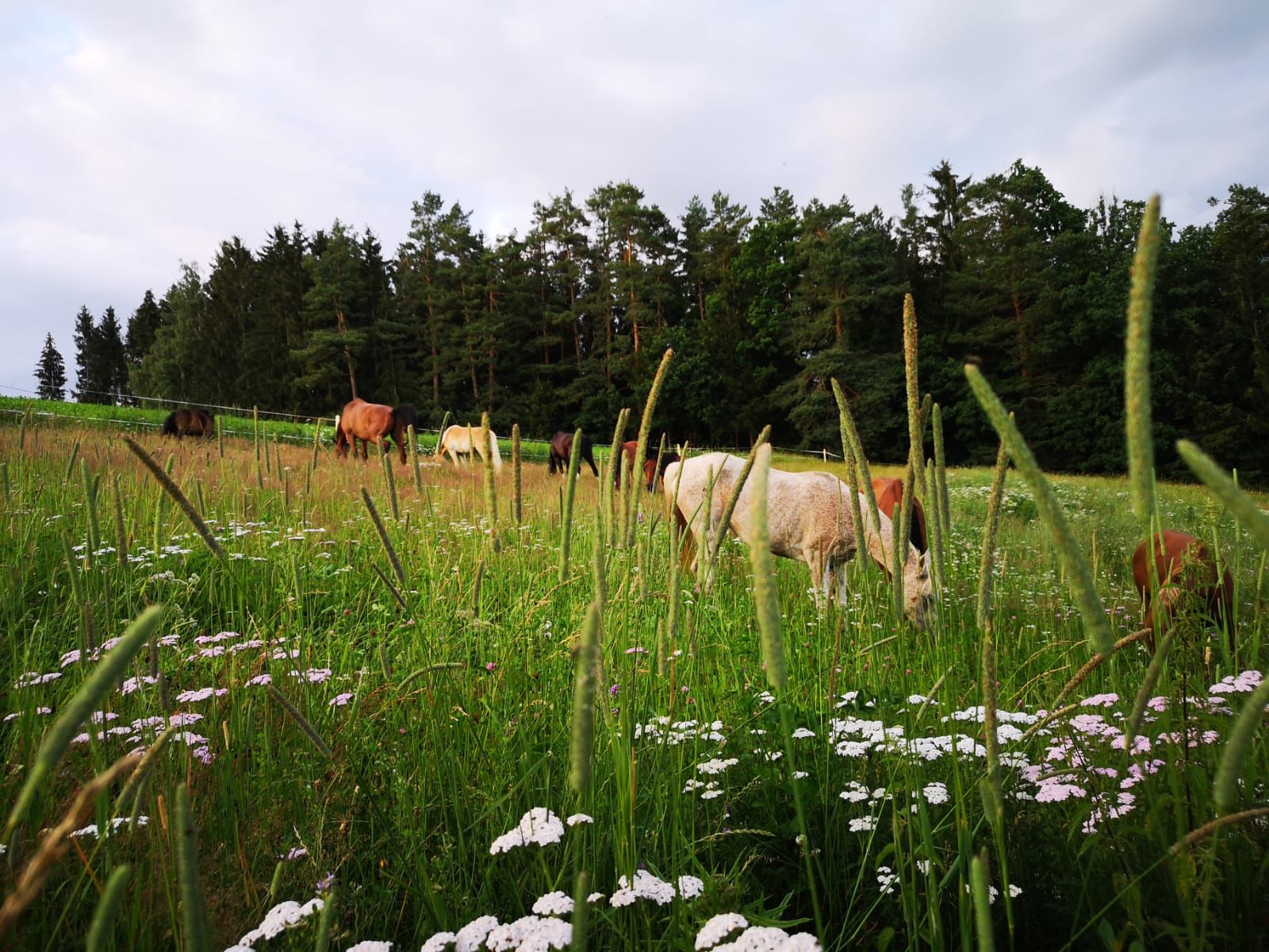 Close-up of lush, dark green leaves, some glossy and wet, against a muted background.