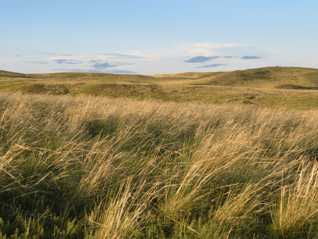 Revive the Grassland