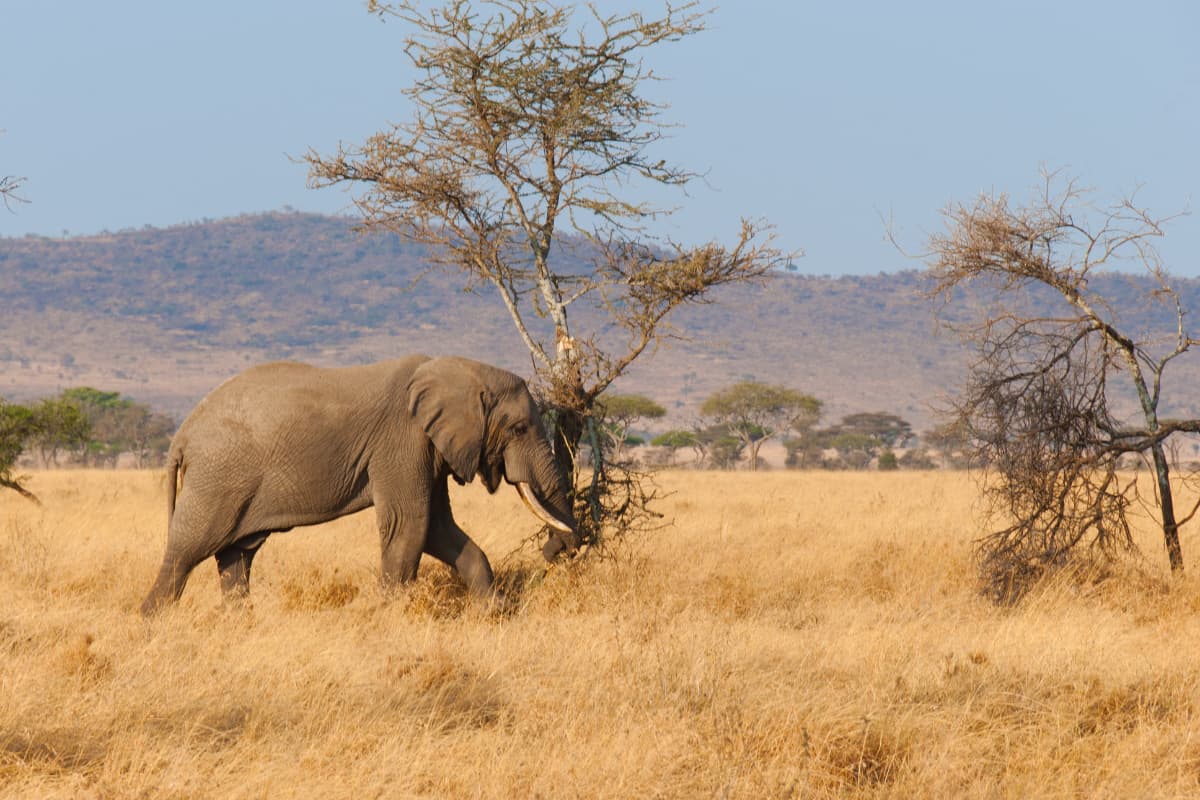 Wide shot of central Serengeti with acacia tree, elephants in middle distance, late afternoon light. 