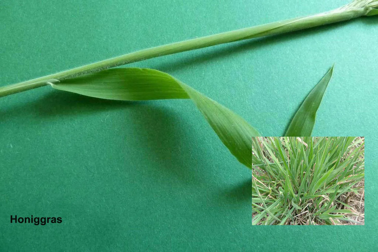 Honiggras / Holcus lanatus