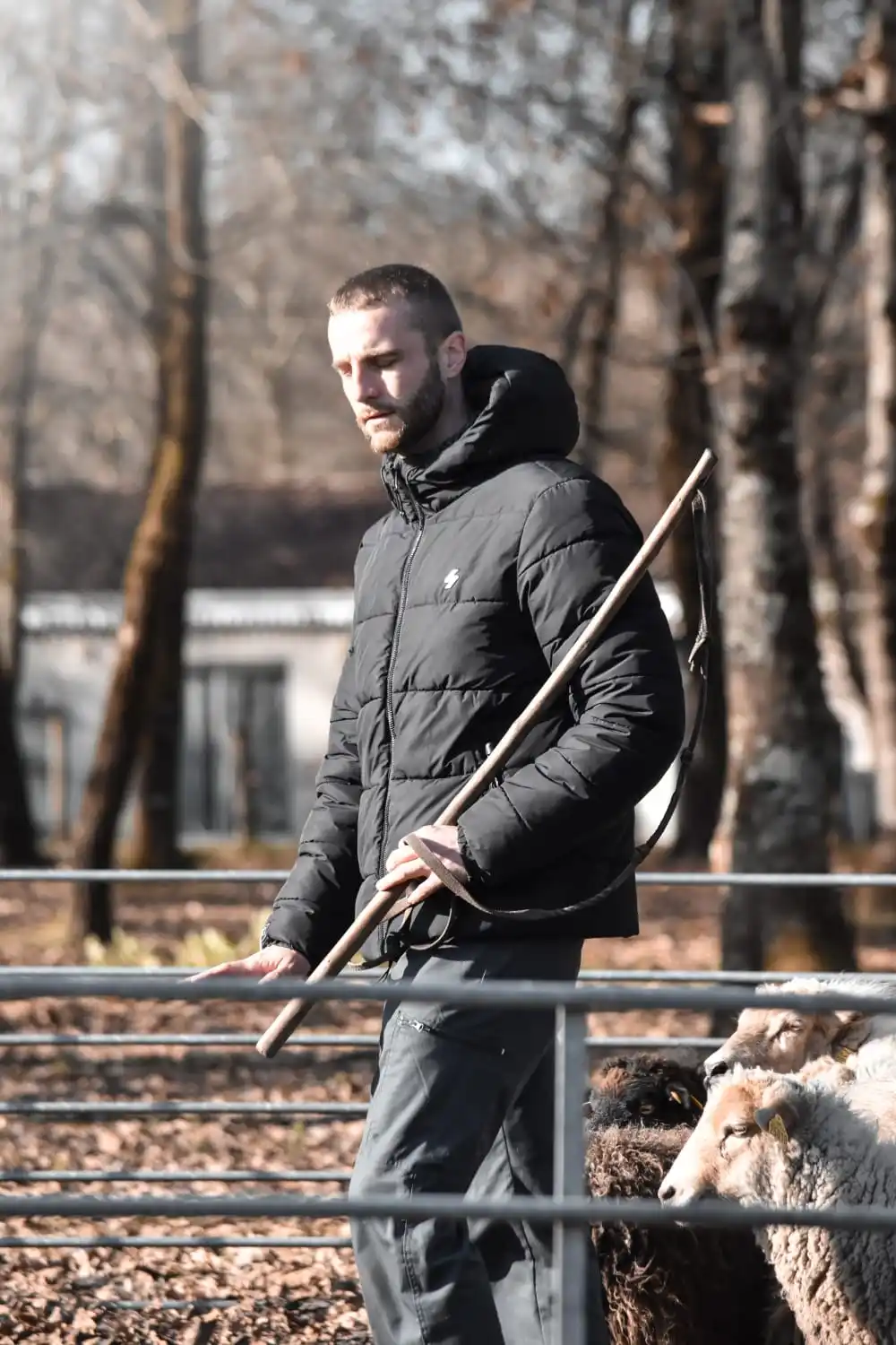 l'educateur en sceance de débourage de chien de troupeau