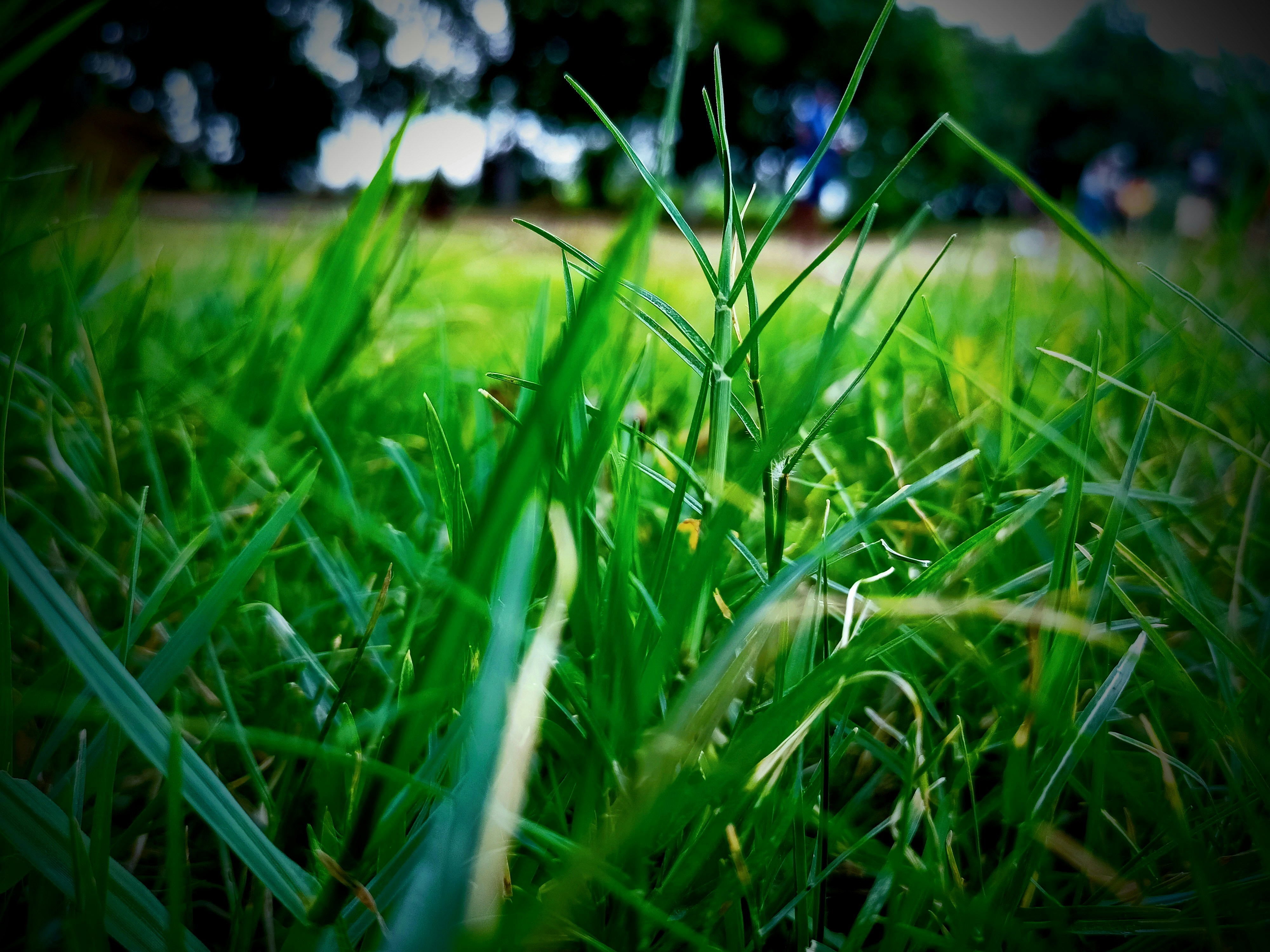 close-up of grass in a field