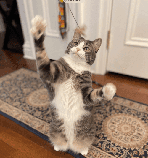 Finding the Right Toy for Your Cat