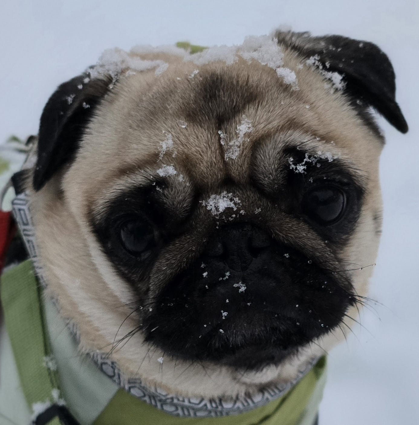 dog foot steps on the snow