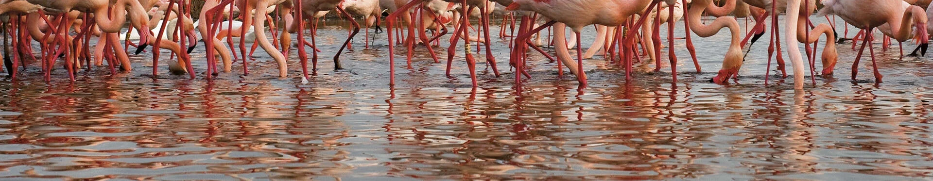 flamant rose en camargue