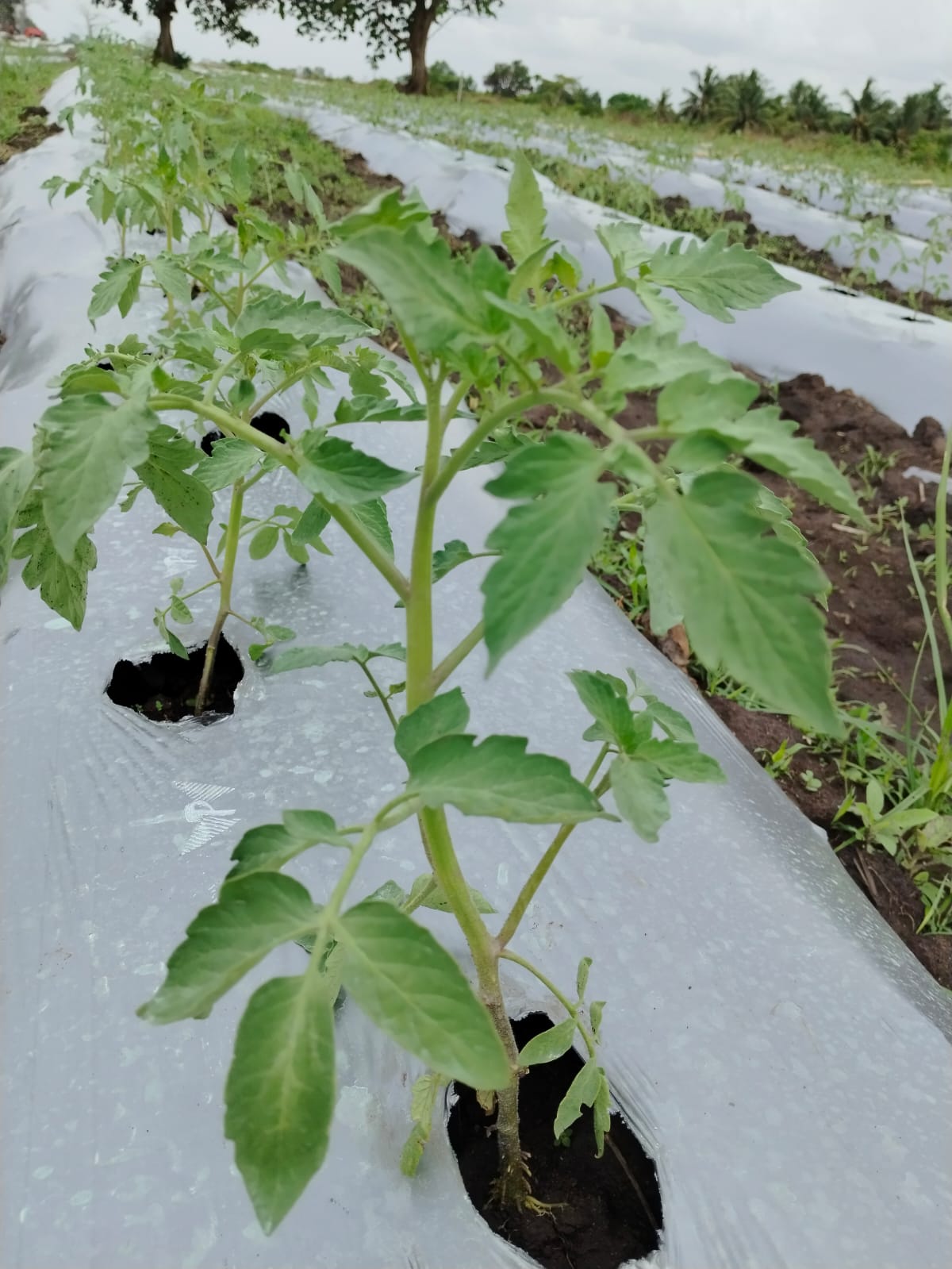 Vegetable garden pictures