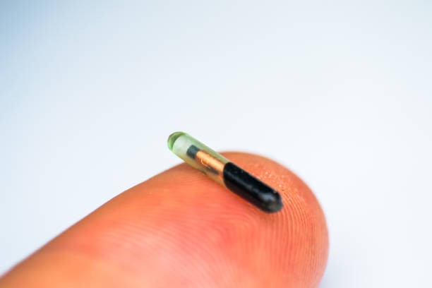 The tiny pet identity chip is used for microchipping companion animals